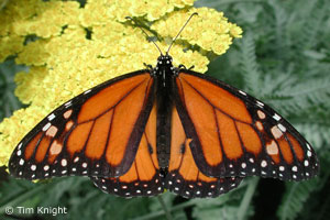 Monarch butterfly