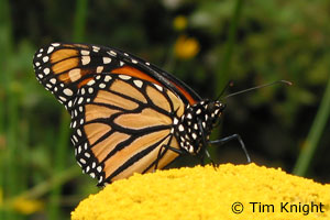 Monarch butterfly