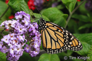 Monarch butterfly