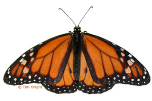 Monarch butterfly