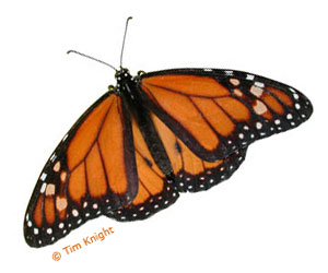 Monarch butterfly