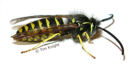 Bald-faced Hornet nest photo by Tim Knight