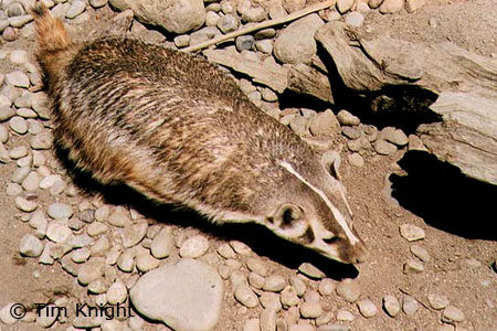 Badger photo by Tim Knight