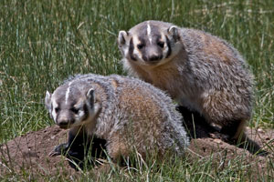 Badger photo by NP