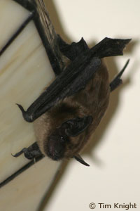 Bat photo