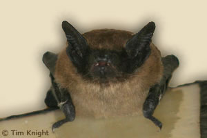 Bat photo