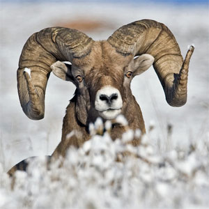 Bighorn sheep photo by Natures Pics