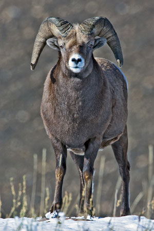 Bighorn sheep photo by Natures Pics
