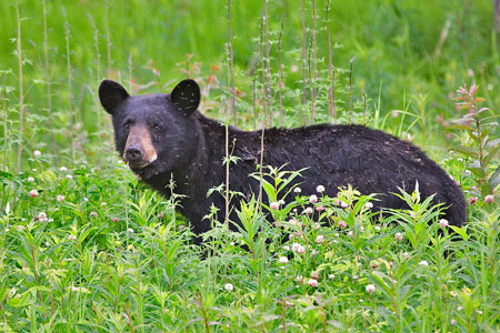 American Black Bear photo