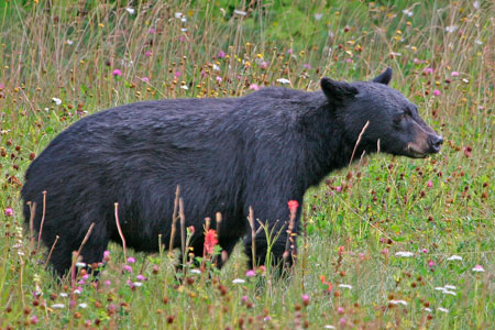 Black bear photo