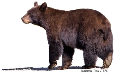 black bear walking