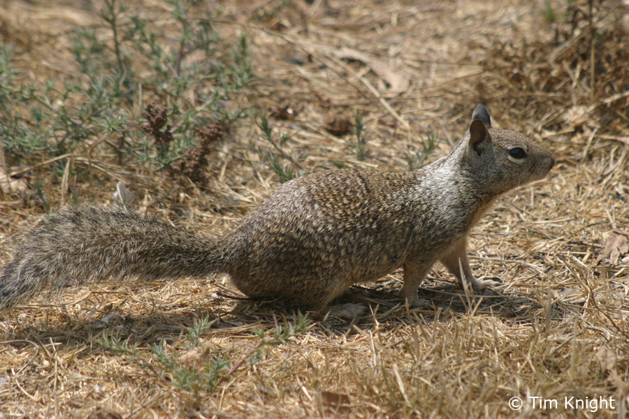 California Ground Squirrel photo by Tim Knight