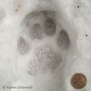 cougar paw print in the snow