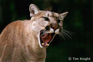 Cougar photo by Tim Knight