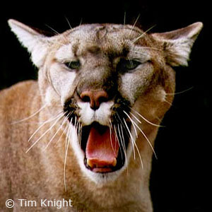 cougar photo