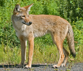 Coyote photo by NP