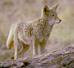 Coyote photo by Robert Abaum