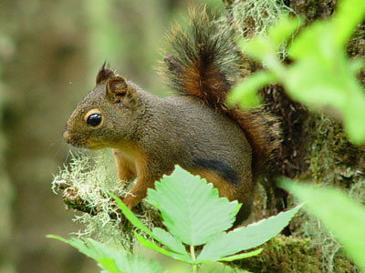 Douglas Squirrel by Franco Folini 