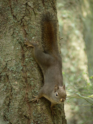 Douglas Squirrel by Walter Siegmund