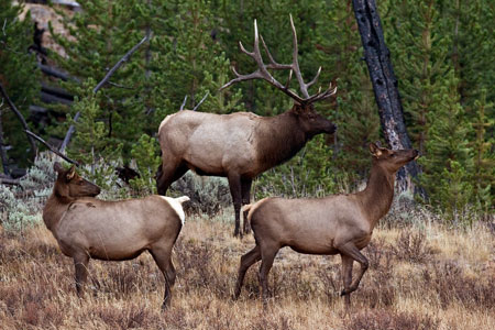 Elk photo by Natures Pics