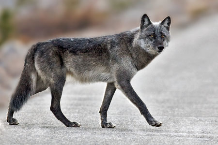 Gray Wolf photo by Natures Pics