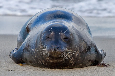 Harbor seal photo by Nature Pics