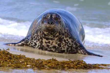 Harbor Seal photo by Alan Wilson