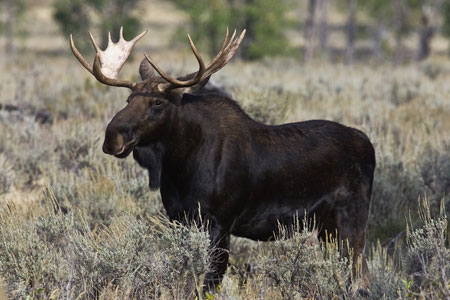 Moose photo by Natures Pics