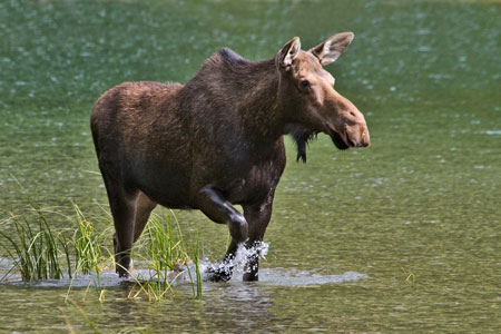 Moose photo by Natures Pics