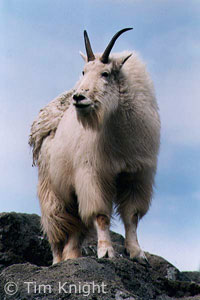 Mountain Goat photo by Tim Knight