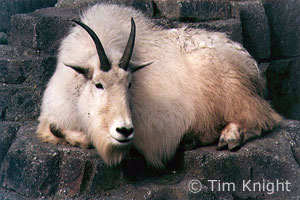 Mountain Goat photo by TK