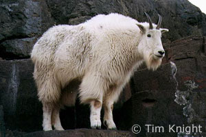 mountain goat photo