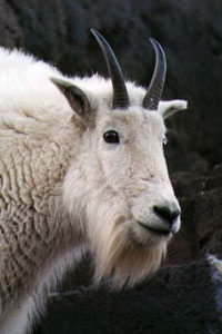 Mountain Goat photo by Tim Knight