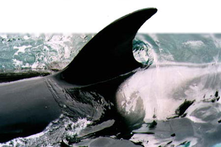Orca dorsal fin photo by Tim Knight