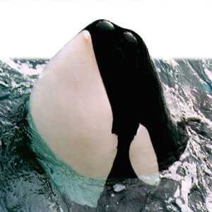 Orca photo by Tim Knight