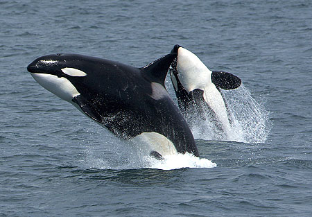 Killer Whale photo by Robert Pittman