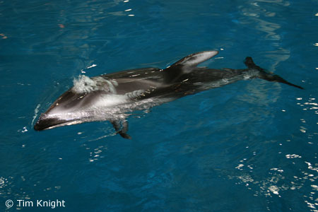 Pacific White-sided Dolphin photo by Tim Knight
