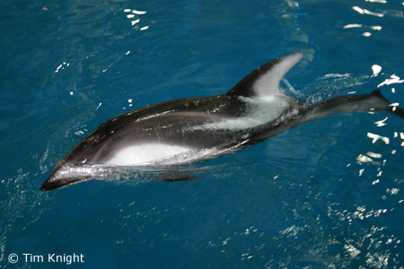 Pacific White-sided Dolphin photo by Tim Knight
