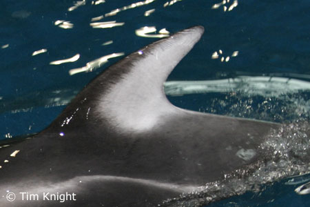 Pacific White-sided Dolphin photo by Tim Knight