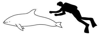 Pacific White-sided Dolphin photo by Tim Knight