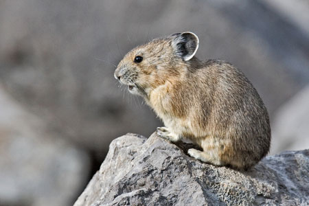 Pika photo by Natures Pics