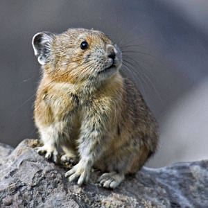 Pika photo by Natures Pics