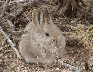 pygmy rabbit photo