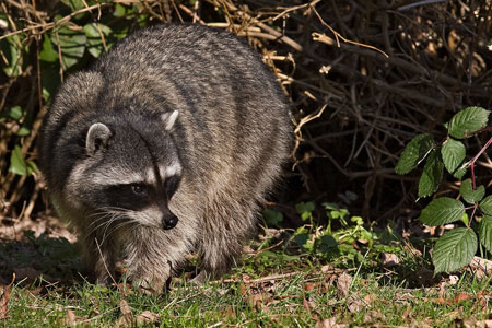 Raccoon photo by Natures Pics