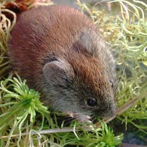 Souther Red-backed Vole
