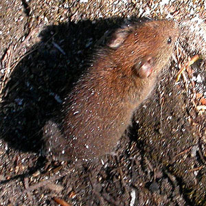 Southern Red-backed vole