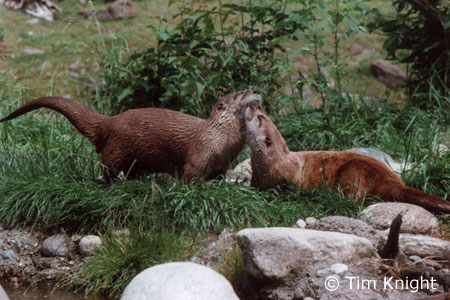 River Otter photo by Tim Knight