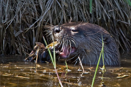 River Otter photo