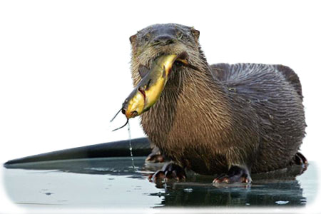 River Otter photo