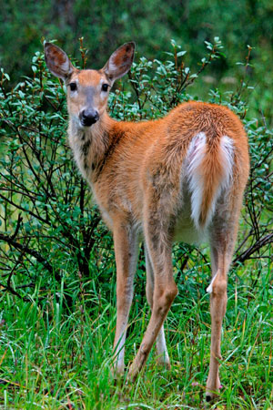 White-tailed Deer photo by Natures Pics